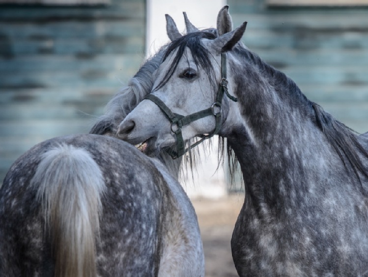 Sukcesy polskich koni arabskich na pokazach w Emiratach Arabskich